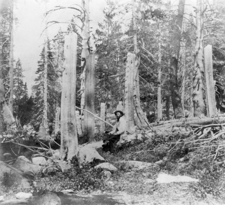 Stumps Alder Creek